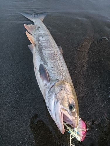 アキアジの釣果