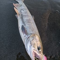 アキアジ