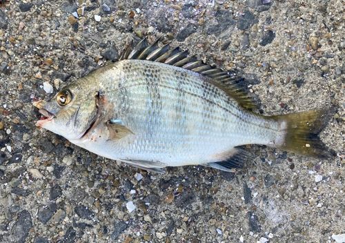 キチヌの釣果