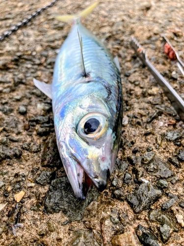 サバの釣果