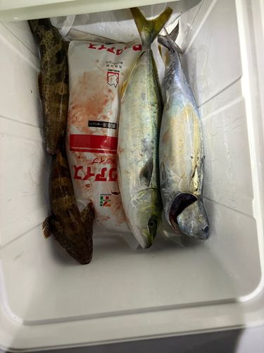 オオモンハタの釣果
