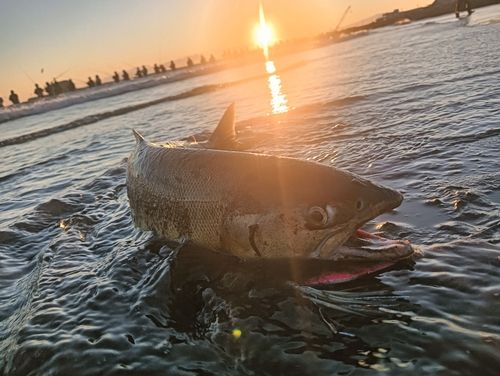 アキアジの釣果