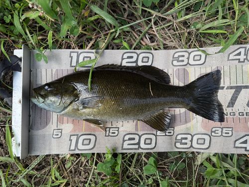 スモールマウスバスの釣果