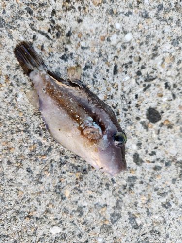 キタマクラの釣果