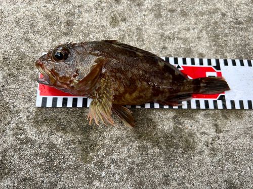 カサゴの釣果