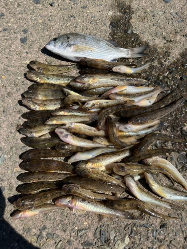 ハゼの釣果