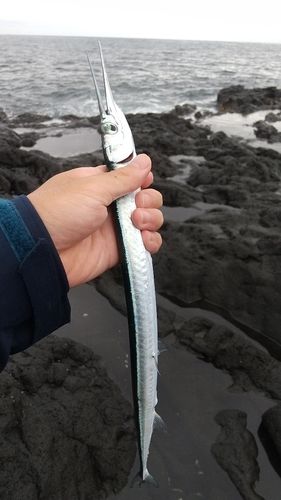 ダツの釣果