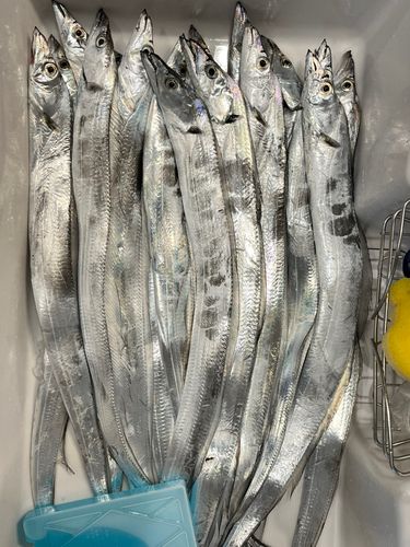 タチウオの釣果