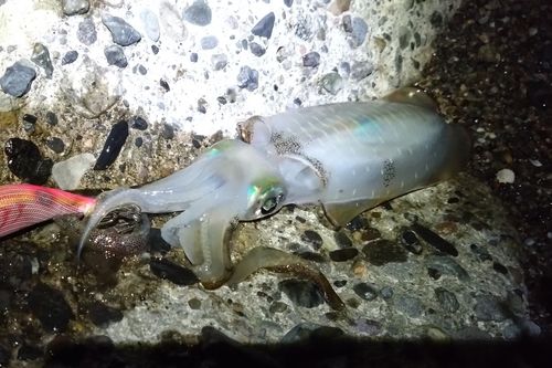 アオリイカの釣果