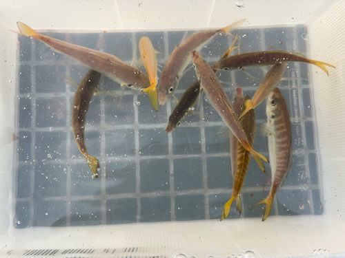 豊浜漁港