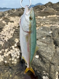 ハマチの釣果