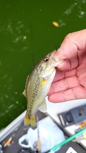 ラージマウスバスの釣果