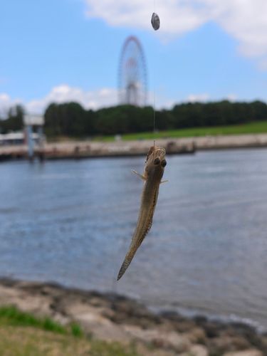 ハゼの釣果