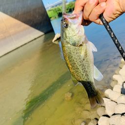 ラージマウスバス