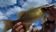 スモールマウスバスの釣果