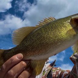 スモールマウスバス