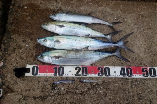 サゴシの釣果