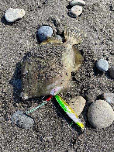 カワハギの釣果