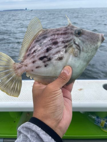 カワハギの釣果