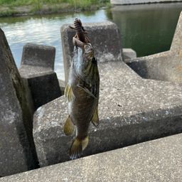 ブラックバス