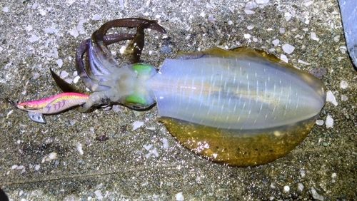 アオリイカの釣果