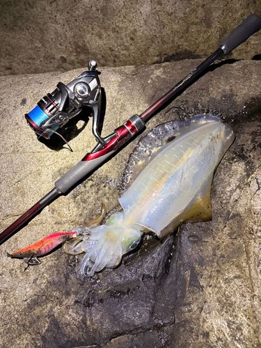アオリイカの釣果
