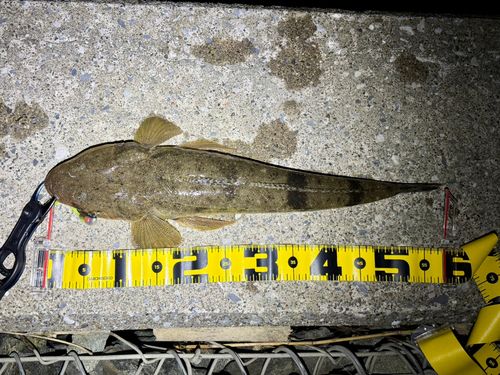 マゴチの釣果