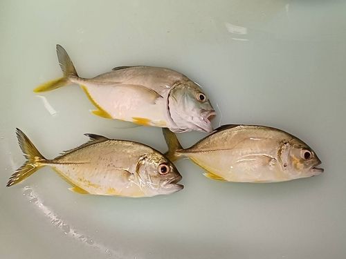 メッキの釣果
