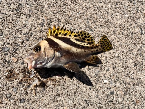 コショウダイの釣果