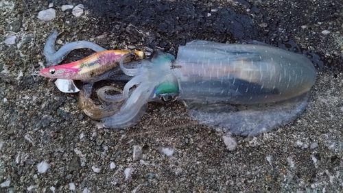 アオリイカの釣果