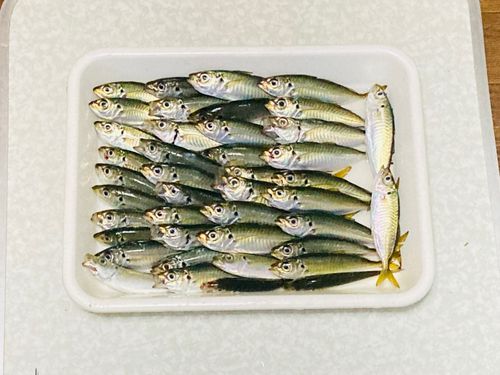 検見川浜突堤