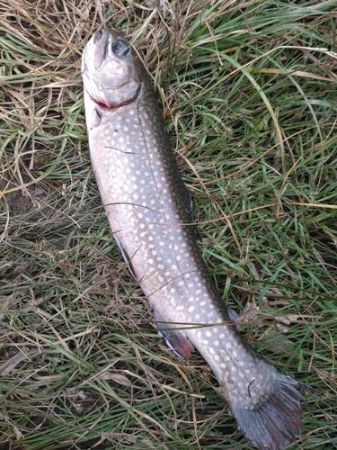 ブルックトラウトの釣果