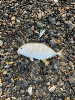 ギンガメアジの釣果