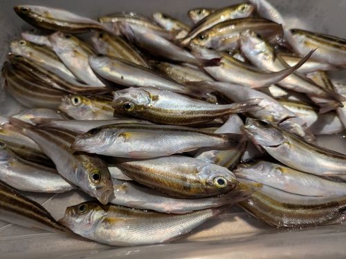 イサキの釣果