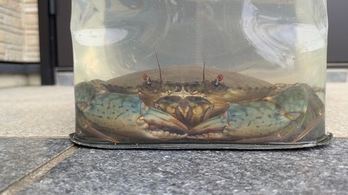ワタリガニの釣果