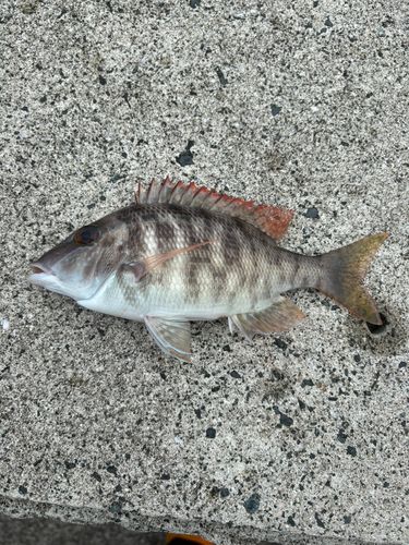 イソフエフキの釣果