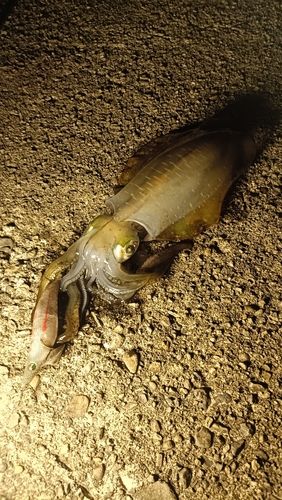 アオリイカの釣果
