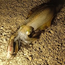 アオリイカ