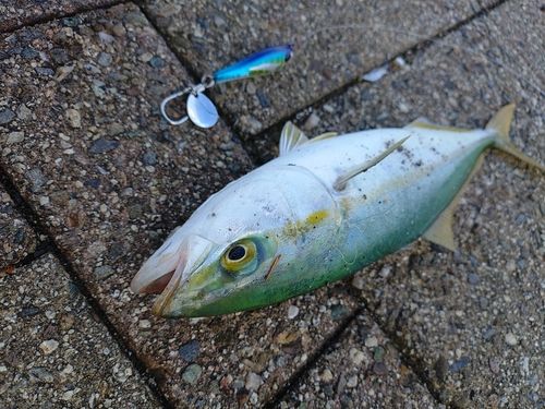 ツバスの釣果