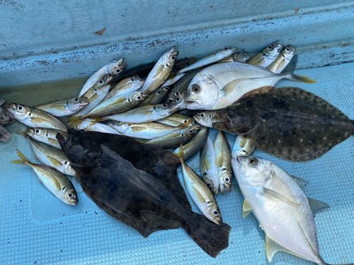 ヒラメの釣果