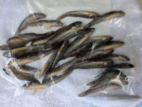 マハゼの釣果
