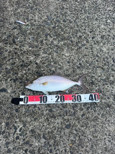 ネリゴの釣果