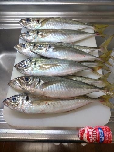マアジの釣果
