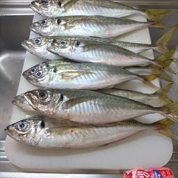 マアジ