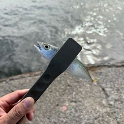 サバ