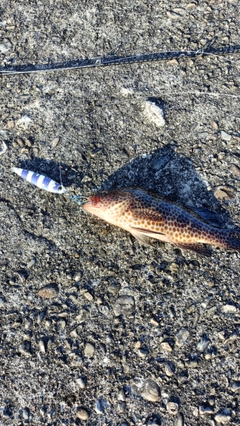 オオモンハタの釣果