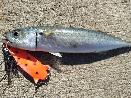 サバの釣果