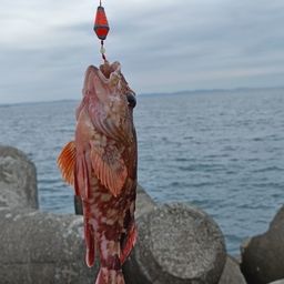 カサゴ