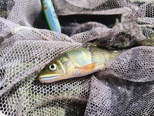 アユの釣果