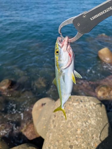 コゾクラの釣果